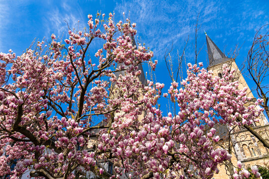 Fr&uuml;hling am Bonner M&uuml;nster