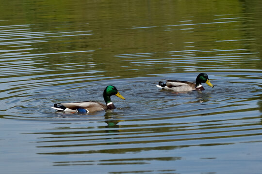 Daim et Canard