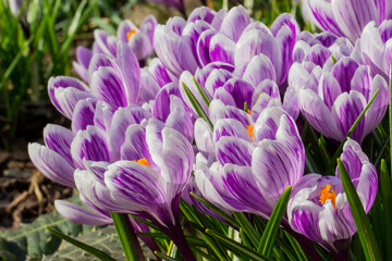 Obraz premium Vibrant purple-and-white crocuses in bloom ? close-up view, sunny spring day, floral elegance