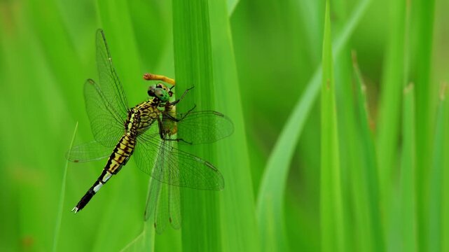 Detailed macro footage capturing a female Asian pintail dragonfly (Acisoma panorpoides) feeding on a damselfly while resting on grass in a monsoon season habitat in Himachal Pradesh India.