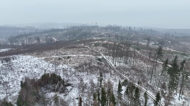 Winter bark beetle Ips typographus snow ice forests Jeseniky mountain aerial drone Scolytinae calamity dangerous pests forestry industry economic damage infestations feed and breed between the bark