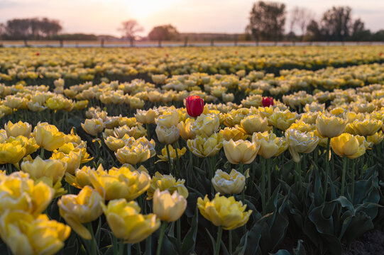 CAMPO DE TULIPANES