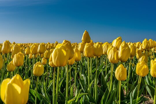 CAMPO DE TULIPANES