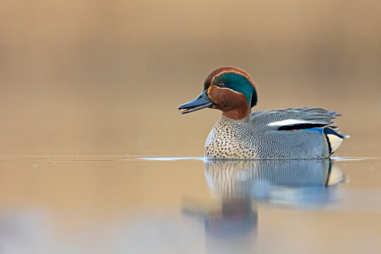 Male Common Teal (Anas crecca) with open beak swimming on a golden lake. Detailed portrait of the smallest European duck in sunset light.