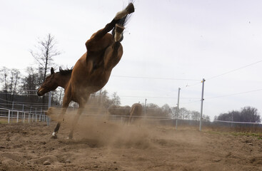 Wesoła konie podczas zabawy na porannym pastwisku © kubikactive