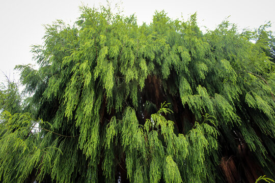 Looking up at the Foliage of a New Zealand Rimu Tree with Pendulous Green Branches. Beautiful Landscape Background.