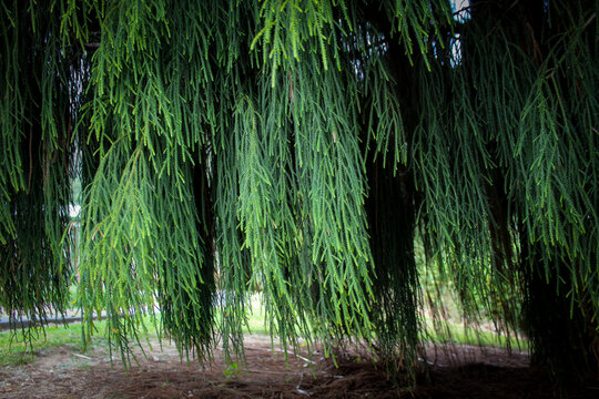 The weeping, pendulous foliage of a Rimu tree (Dacrydium cupressinum). it is known for its graceful, drooping branches and can live for 700 to 1,000 years.