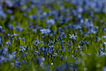 Fototapeta premium blue flowering Siberian squill (Scilla siberica) in early spring