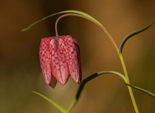 Chess flower in the warm and gentle spring light in the forest
