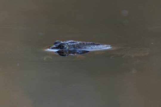 swimming European Grass Frog (Rana temporaria)