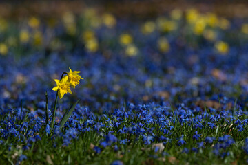 Fototapeta premium yellow flowering wild daffodil or lent lily (narcissus pseudonarcissus) between blue flowering Siberian squill (Scilla siberica) in early spring
