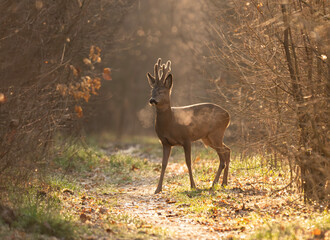 Roe deer in the morning backlight with visible breath in the cold air © Kozma