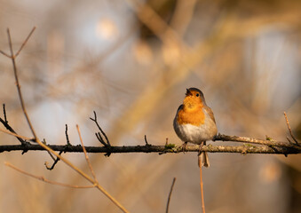 Obraz premium European robin singing on spring mornings in the forest