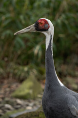 Obraz premium A white‑naped crane showing part of its head and neck outdoors.