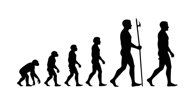 Human Evolution Silhouette Progression from Primate to Modern Man