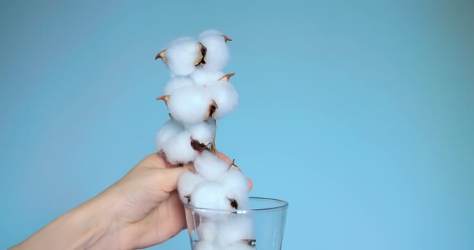 Raw cotton bolls in glass handheld closeup on blue background, natural fiber and textile concept for sustainable fashion, crop to consumer narrative, studio lighting highlights fluff and texture