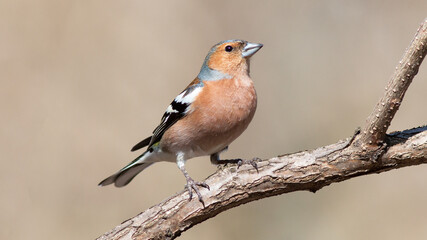 Fototapeta premium robin red breast