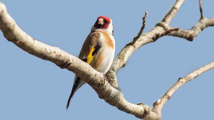 red billed hornbill © lazalnik