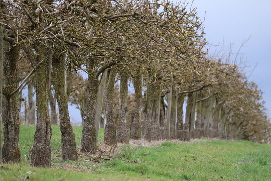 grafted Espalier trees