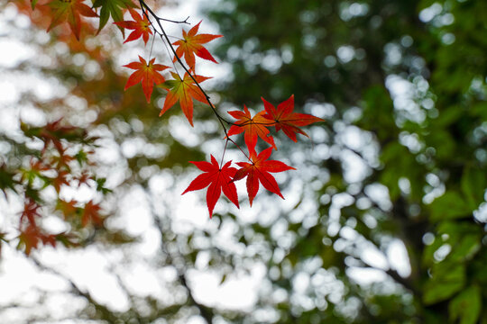 「厳か」の写真素材 | 5,158件の無料イラスト画像 | Adobe Stock