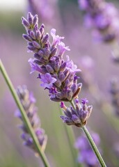 Obraz premium Macro Lavender Photography Purple Flowers Close-Up Detailed Texture Botanical Nature Summer Garden Photo