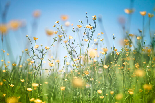Yellow Wildflowers Under Clear Blue Sky