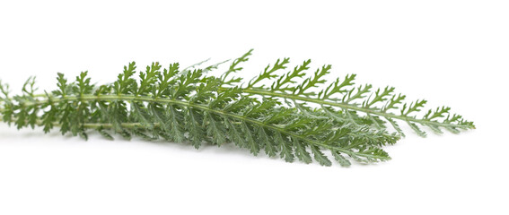 Green yarrow leaves isolated on a white background. © ANASTASIIA