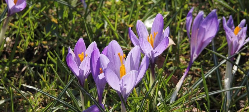 Krokusbl&uuml;ten in Husum