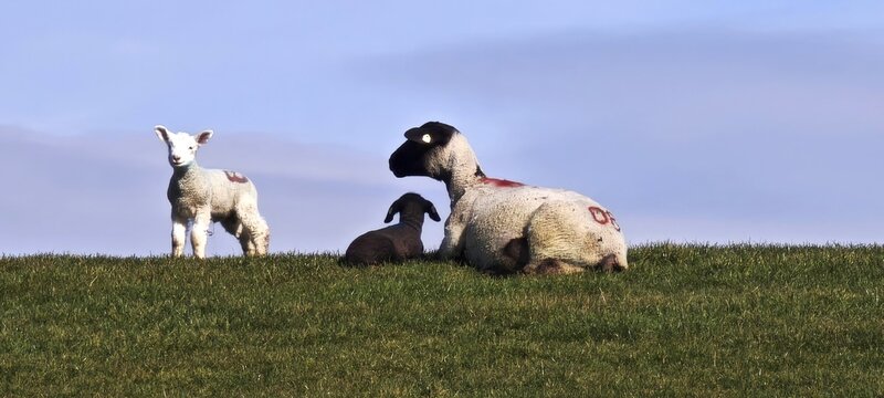 Schafe auf Deich