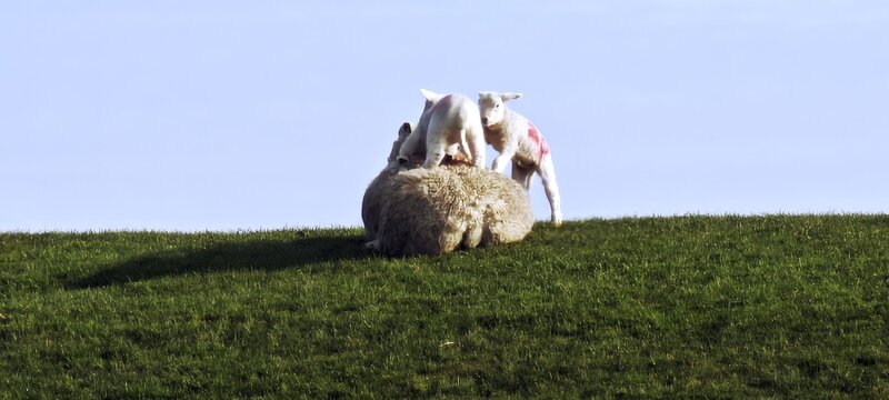 Niedliche L&auml;mmer klettern auf Mutter herum