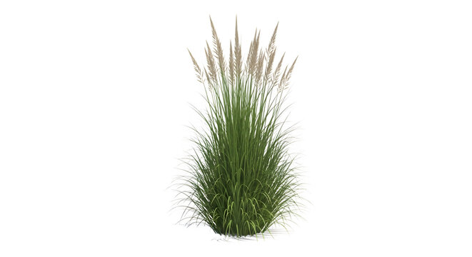 A tuft of green grass with long blades and brown seed heads stands alone