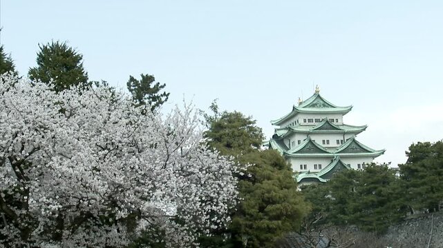 名古屋城の桜