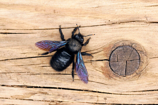 violet carpenter bee, Xylocopa violacea on an old wooden surface, top view of a black bee of the genus Apidae on an old wooden beam