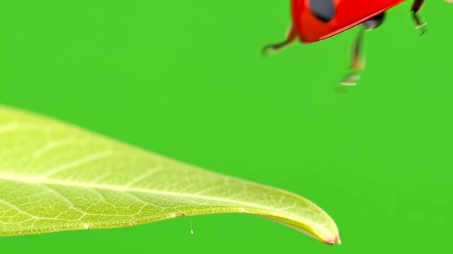 Ladybug on Leaf Flying Closeup.