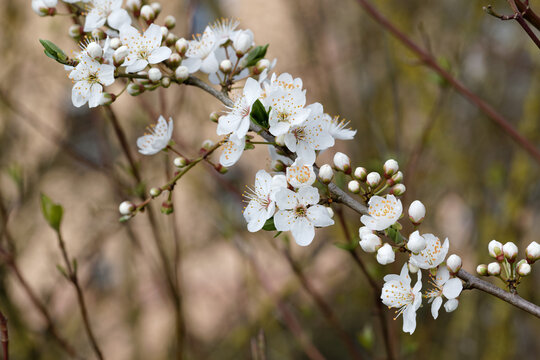 Schlehdorn-Zweig ( Prunus spinosa ) mit frischen Bl&uuml;ten vor br&auml;unlichem Hintergrund