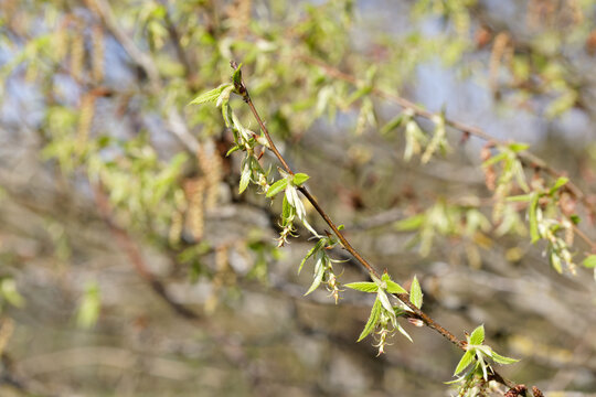 Zweig einer Hainbuche mit ganz jungen Bl&auml;ttern und Bl&uuml;ten im Vorfr&uuml;hling