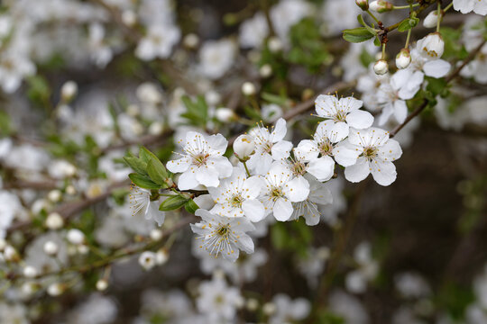 Bl&uuml;hender Schlehdorn ( Prunus spinosa ) im Vorfr&uuml;hling