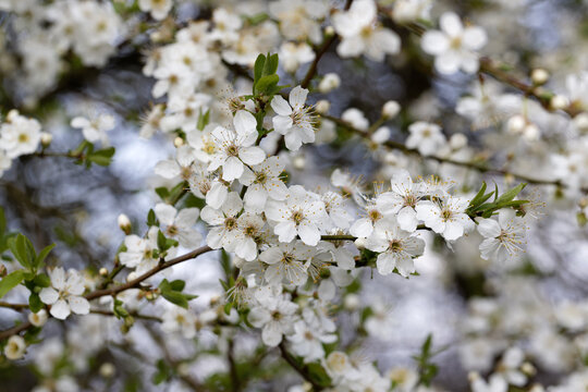 Detail eines bl&uuml;henden Schlehdornzweigs ( Prunus spinosa ) inmitten eines wei&szlig;en Bl&uuml;tenmeers