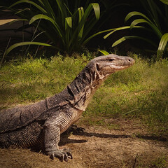 Monitor lizard on Mamutik Island in Tunku Abdul Rahman National Park, Malaysia, Borneo. Tropical island habitat with the reptile resting and moving near coastal vegetation.