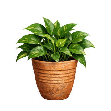 Healthy Pothos Houseplant with Vibrant Green and Yellow Variegated Leaves in a Textured Terracotta Clay Pot, Isolated on Transparent Background, High-Quality PNG Cutout for Interior Design Decor