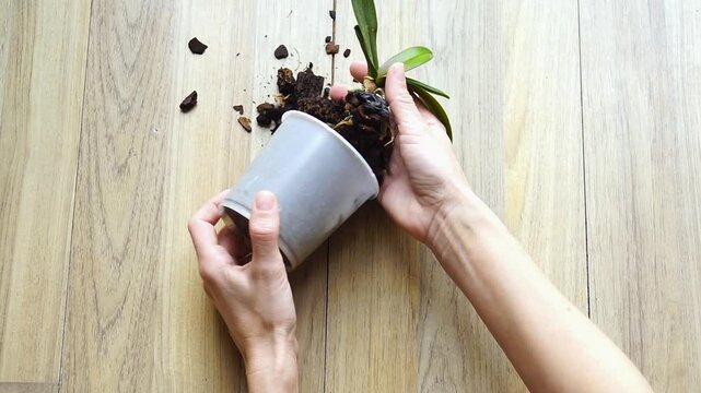 Hands removing orchid from pot and exposing damaged root system. 
Captures orchid repotting technique, honest plant health assessment, and the careful first step of rescuing a struggling houseplant.