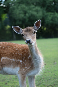fallow deer being silly