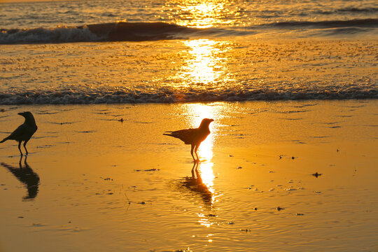Mumbai Maharashtra India Jan 18 2026 Two crows standing on wet beach sand at sunset with glowing golden reflections and gentle sea waves creating a peaceful coastal wildlife scene at Juhu Beach
