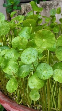 Gotu Kola Green Leaves Hydrated with Moisture After Rain