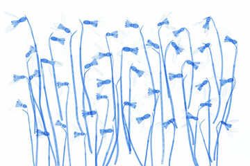 Przebiśniegi w stylu rentgena na jasnym tle – delikatny botaniczny wzór kwiatowy © Elżbieta Kaps