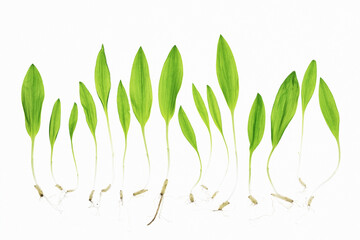 Czosnek niedźwiedzi z korzeniami na białym tle – rośliny wiosenne i struktura wzrostu © Elżbieta Kaps