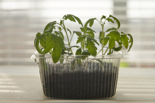 A clear plastic container with tomato seedlings on an apartment windowsill before transplanting. Seedling method for harvesting.