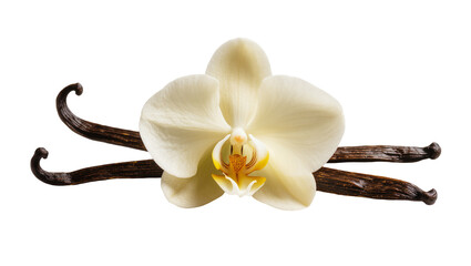 Isolated beautiful fresh vanilla orchid flower with several dried dark brown fragrant pods © Andrej