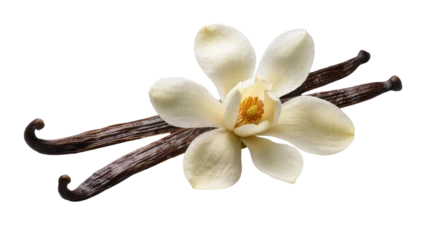 Isolated vanilla flower with fragrant pods, aromatic spice ingredient for sweet desserts and culinary use © Andrej