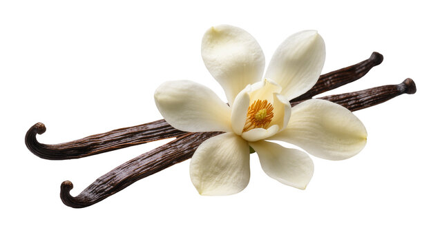 Isolated vanilla flower with fragrant pods, aromatic spice ingredient for sweet desserts and culinary use